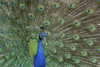 Peacock (P. scalloped ribbonfish) in ornamental plumage, Vechta, Lower Saxony, Germany