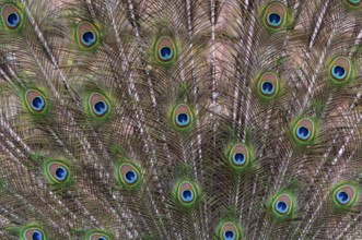 Decorative plumage of the peacock (P. Scalloped ribbonfish), Vechta, Lower Saxony, Germany