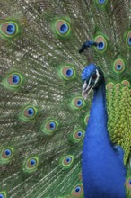 Peacock (P. scalloped ribbonfish) in ornamental plumage, Vechta, Lower Saxony, Germany