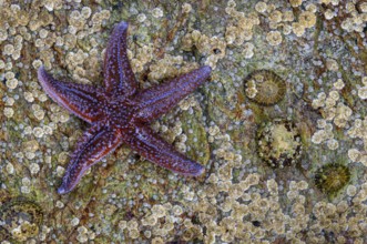 Starfish on a rock, Lauvsnes, Nord-Trøndelag, Norway