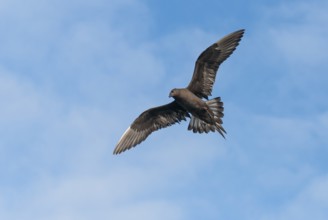 Parasitic skua (Stercorarius parasiticus), Lauvsnes, Nord-Trondelag, Norway