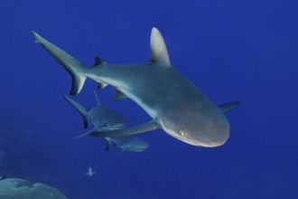 Underwater photo of small group of three Grey reef sharks (Carcharhinus amblyrhynchos) swimming