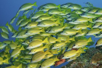 Underwater photo of school of blue-striped snappers (Lutjanus kasmira), Indian Ocean, Mauritius