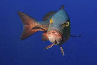 Underwater photo close-up Purple snapper (Lutjanus erythropterus) showing teeth swimming towards