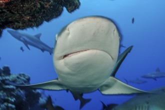 Underwater photo close-up of large Grey reef shark (Carcharhinus amblyrhynchos) swimming over coral