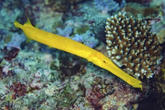 Underwater photo close-up of yellow Chinese trumpetfish (Aulostomus chinensis), Indian Ocean,