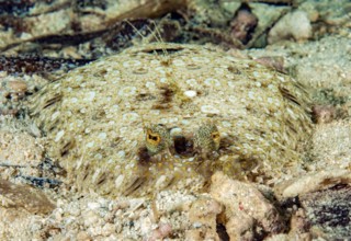 Underwater photo close-up frontal view of tropical flatfish peacock-eye butte (Bothus mancus) fish