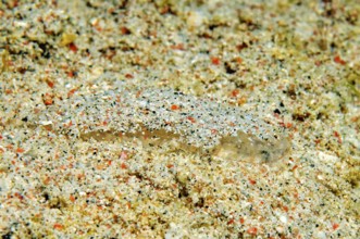 Underwater photo Extreme close-up of very small juvenile flatfish Butt (Bothus) in the centre of