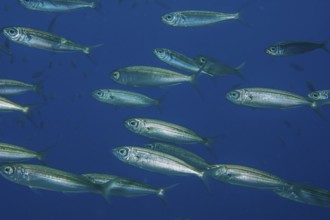 Underwater photo close-up of part of school of fish Atlantic European sardines (Sardina