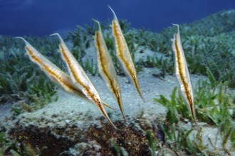 Underwater photo close-up group of small shoal of Aeoliscus punctulatus (Aeoliscus punctuatus)