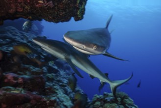 Underwater photo Close-up of two specimens Grey reef shark (Carcharhinus amblyrhynchos) Grey reef