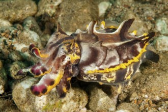 Underwater photo close-up of poisonous pepper cuttlefish (Metasepia pfefferi), flaming cuttlefish,