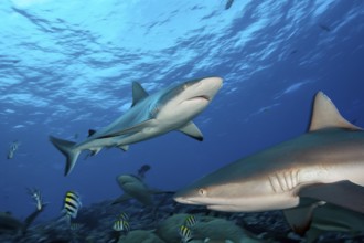 Underwater photo of two specimens Grey reef shark (Carcharhinus amblyrhynchos) Grey reef sharks