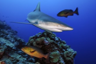 Underwater photo of Grey reef shark (Carcharhinus amblyrhynchos) large predator fish swimming over