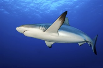 Large female Grey reef shark (Carcharhinus amblyrhynchos) Shark swimming below the surface through