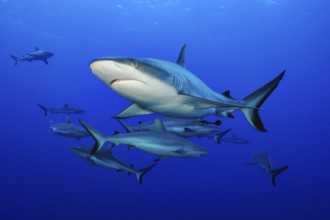 Underwater photo of small group of Grey reef sharks (Carcharhinus amblyrhynchos) swimming through