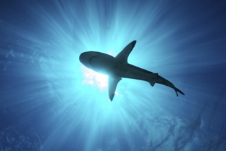 Underwater photo backlit shot with silhouette of large shark (Carcharhinus) swimming below sea