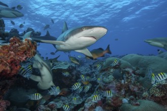 Underwater photo of Grey reef shark (Carcharhinus amblyrhynchos) large predator chases prey in