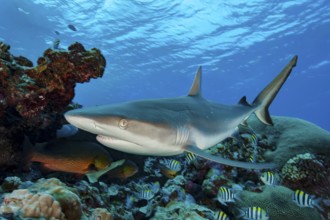 Underwater photo close-up of Grey reef shark (Carcharhinus amblyrhynchos) large predatory fish