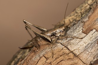Dark bush-cricket (Pholidoptera griseoaptera), Valais, Switzerland