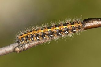 Caterpillar of the owl moth Jersey tiger (Euplagia quadripunctaria) with light-coloured bristles,