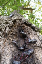 Several black stag beetles (Lucanus cervus) sucking sugary plant sap at a so-called leak site on a