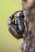 Mating copula of two stag beetles (Lucanus cervus) on an English oak (Quercus robur), Damme, Dammer