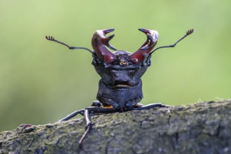 A stag beetle (Lucanus cervus) with raised antennae sitting on a tree trunk on a pedunculate oak
