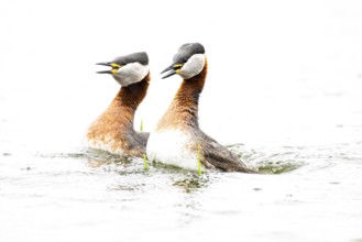 Two red-necked grebes (Podiceps grisegena) mating on a light-coloured water surface against a white
