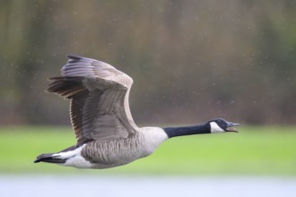 A Canada goose (Branta canadensis) in flight against a blurred green landscape and light raindrops,