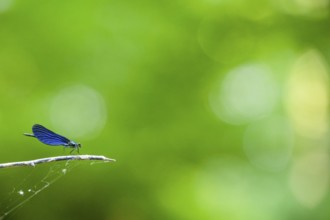 A male blue-winged damselfly (Calopteryx virgo (Linnaeus, 1758) sits on a branch in front of a