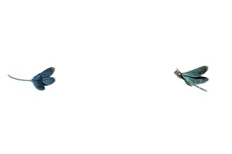 Two blue-winged damselflies (Calopteryx virgo (Linnaeus, 1758) flying in front of a white
