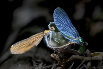 Two blue-winged damselflies (Calopteryx virgo (Linnaeus, 1758) mating on a branch, Melle, Lower