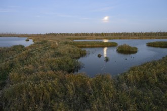 Wide moor landscape with water areas and reeds under moonlight, Anklamer Stadtbruch, Bugewitz,