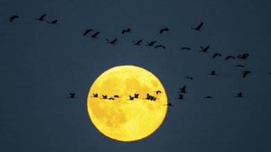Cranes (Grus grus) l flying in front of a large, yellow full moon in the night sky, Bugewitz,