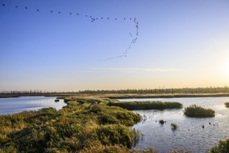 A landscape with a flock of birds in the morning sky, birds flying over humid landscape at sunset,