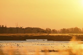 Birds fly across a lake at sunset in orange light, Anklamer Stadtbruch, Bugewitz,
