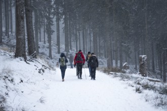 A group of hikers walks in snowfall on a forest path on the Großer Feldberg im Taunus (Hesse),