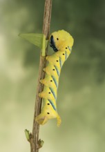 Caterpillar of the death's-head hawkmoth (Acherontia atropos) on a privet branch, Valais,