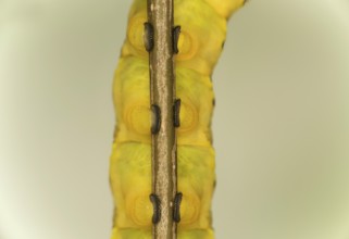 Close-up of three pairs of abdominal feet, Proleg, of the caterpillar of the death's head hawkmoth