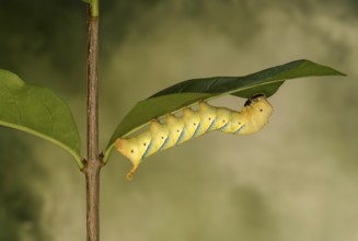 Caterpillar of the death's-head hawkmoth (Acherontia atropos), Valais, Switzerland