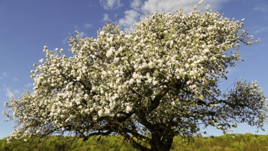 Blooming apple tree, presumably wild apple tree, Baden-Württemberg, Germany