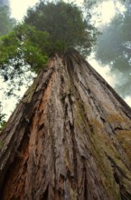 Redwood tree, Redwood National and State Parks, National Park of the USA on the Californian Pacific