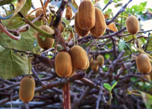 Kiwi, kiwi fruit or Chinese gooseberry, soft fruit, funny name for inhabitants, New Zealand