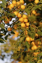 Mirabelle plum (Prunus domestica subsp. syriaca), also known as yellow plum, a subspecies of plum,