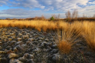 Wide, wintry Goldenstedt moor with pipe grass in the evening light, Goldenstedt, Lower Saxony,