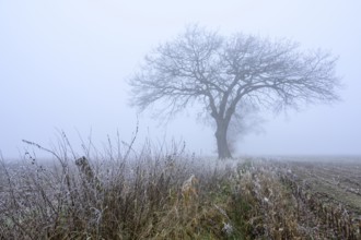 Autumnal and melancholy tree silhouette in fog, Aschen, Lower Saxony, Germany