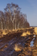 Pipegrass in winter moor, Goldenstedt, Lower Saxony, Germany