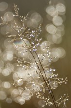 Dew drops on grass stalks, Diepholzer Moorniederung, Rehden, Lower Saxony, Germany