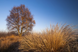 Birch (Betula) in the wintery Rehdener Geestmoor in the Diepholzer Moorniederung, Rehden, Lower